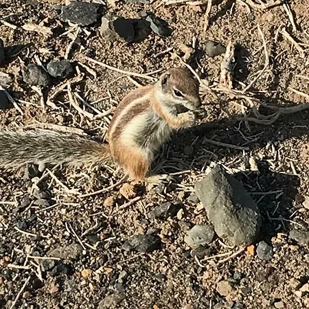 Casa Nelly Caleta *